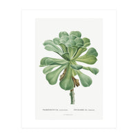 Pierre-Joseph Redouté – Sempervivum Canariense (1799) (Print Only)