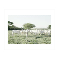 LIVING TOGETHER - WHITE COWS FAMILY (Print Only)