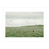 Horses in the middle of the green field - Iceland (Print Only) thumbnail