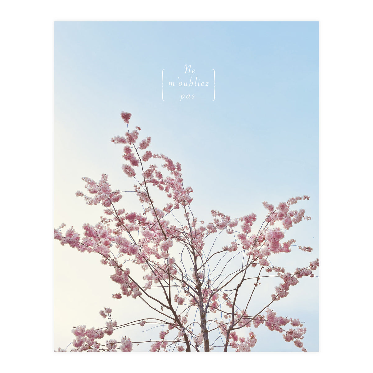 Sakura - cherry blossom (Print Only)