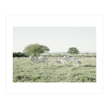 LIVING TOGETHER - WHITE COWS FAMILY (Print Only) thumbnail