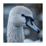 Close Up Of A Swan Head Covered In Water Droplets (Print Only) thumbnail