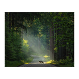 Wolf in the Netherlands (Print Only) thumbnail