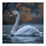 Swan Floating Gracefully On Water In Autumn (Print Only) thumbnail