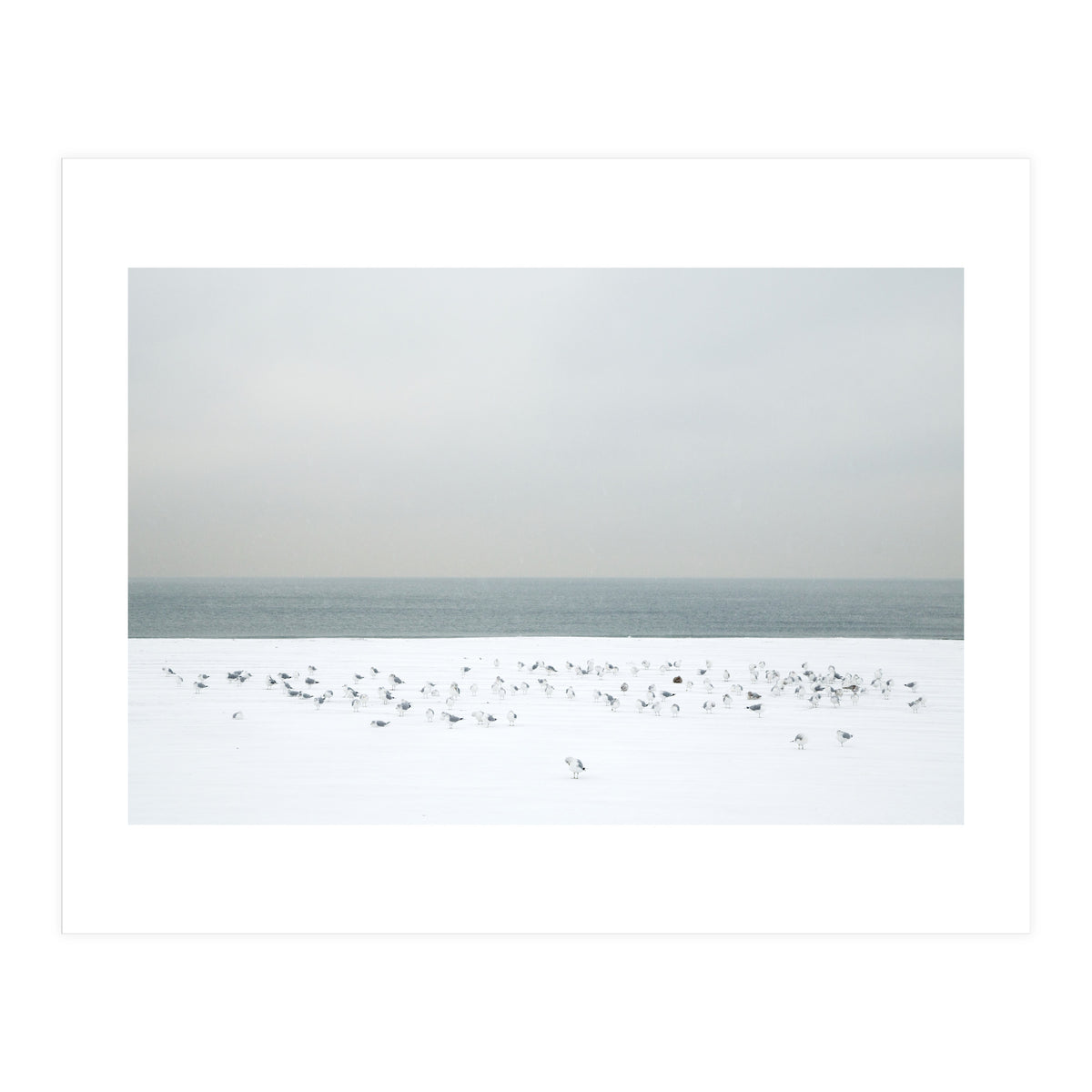 Seagulls in the winter snow beach (Print Only)