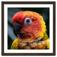 Sun Conure Parrot Bird With Water Droplets