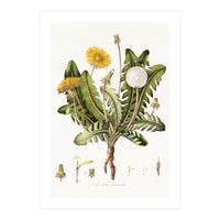 William Curtis – Dandelion (1777–1798) (Print Only)