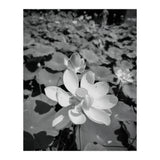 Hylas | Black & White (Print Only) thumbnail