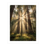 Ethereal Redwood Sanctuary: Sunbeams in the Ancient Forest (Print Only) thumbnail