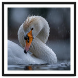 White Swan Bird With Water Droplets In Rain thumbnail