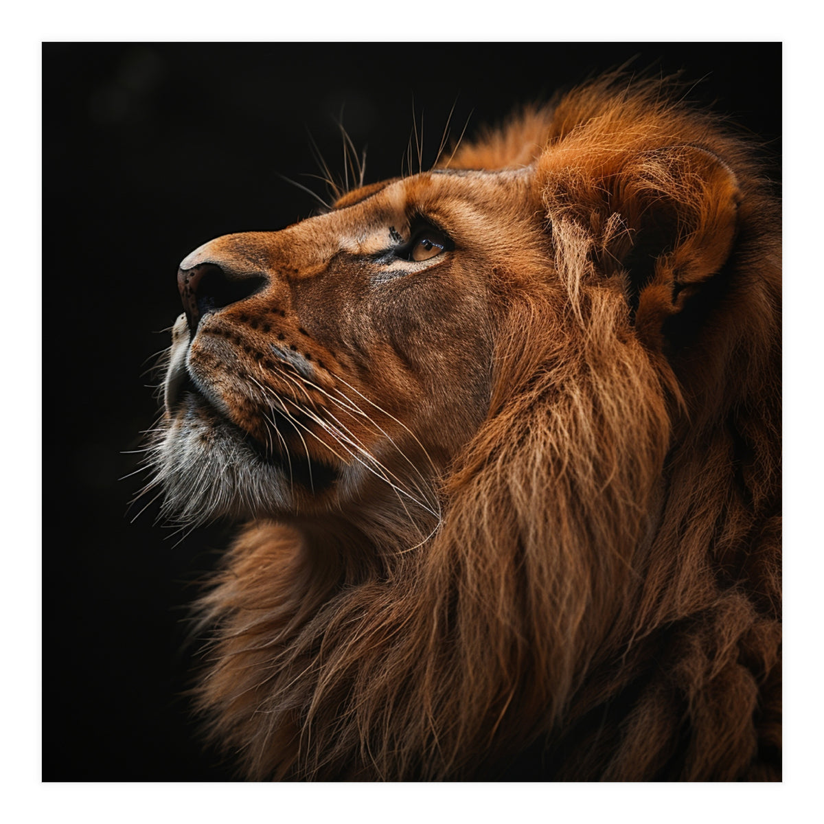Majestic Lion Portrait Profile Majestic Beast (Print Only)