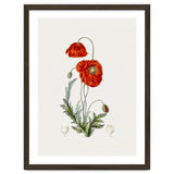 Red Poppy (Hand Drawn Illustration) thumbnail