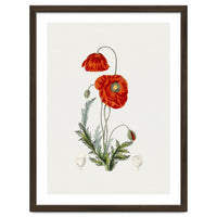 Red Poppy (Hand Drawn Illustration)