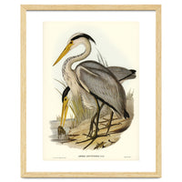Elizabeth Gould – Great Grey Heron (Ardea leucophaea) | Birds of Australia Illustration
