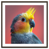 Cockatiel Parrot Head Close Up Portrait thumbnail