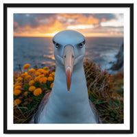 Albatross Bird With Intense Gaze By The Sea