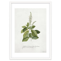 Georg Dionysius Ehret – Cinnamomum Illustration (1708–1770)