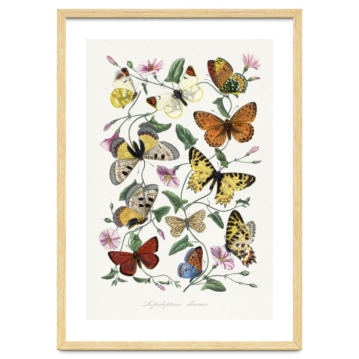 Paul Gervais – Butterfly and Moth Natural History Illustration (1842)