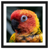 Sun Conure Parrot Bird With Water Droplets thumbnail