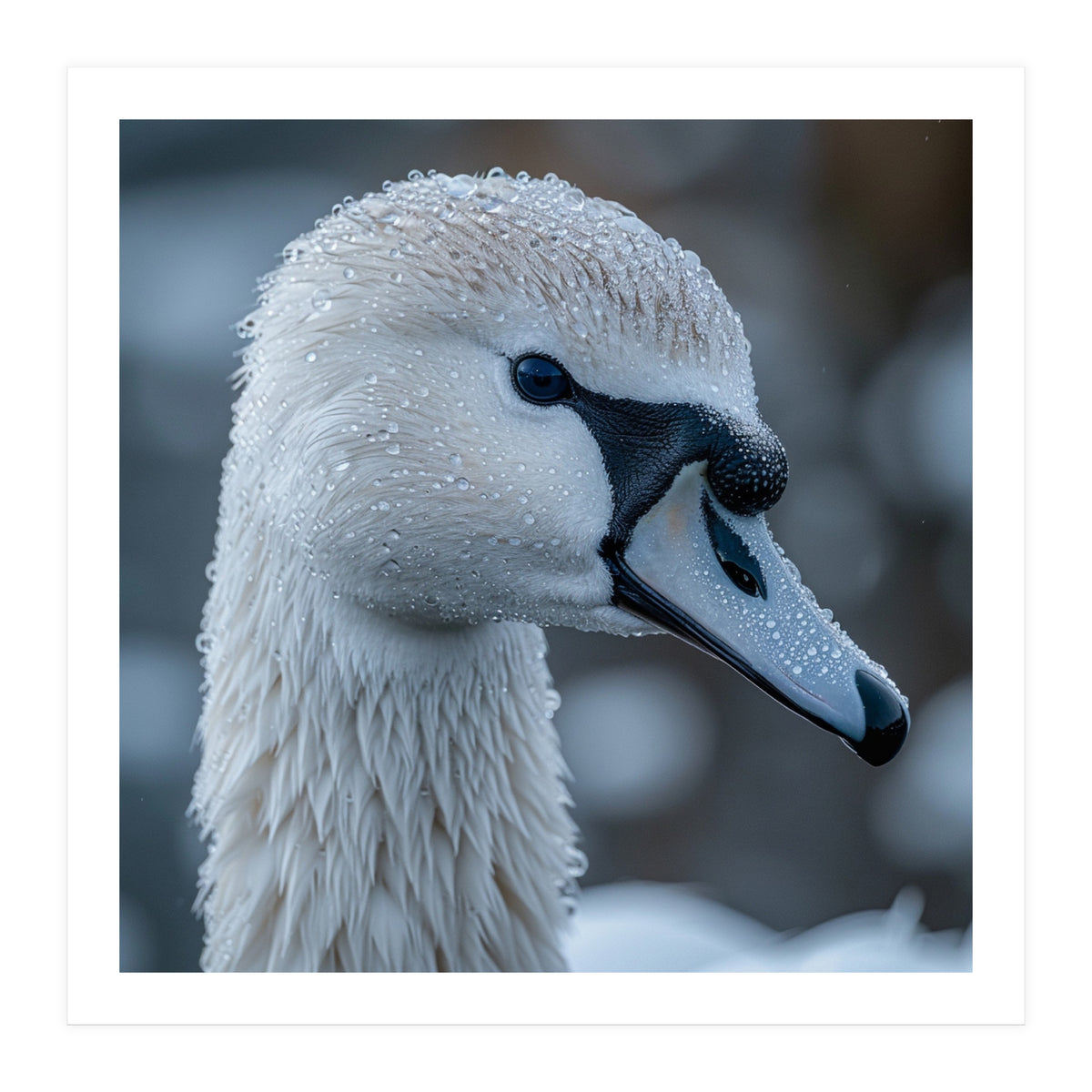 Close Up Of A Swan Head Covered In Water Droplets (Print Only)