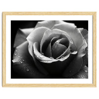 Ethereal Monochromatic Rose Petal Macro
