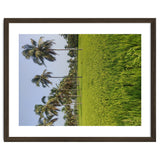The Paddy Fields of Kerala, South India thumbnail