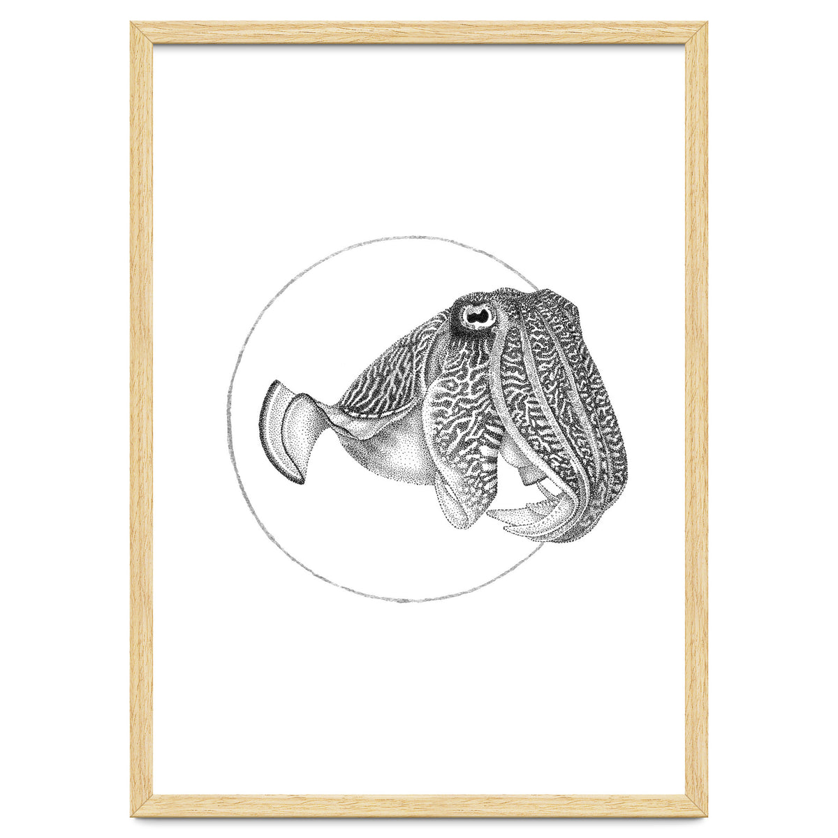 The Fascinating Cuttlefish