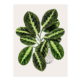 Maranta Plant (Print Only) thumbnail