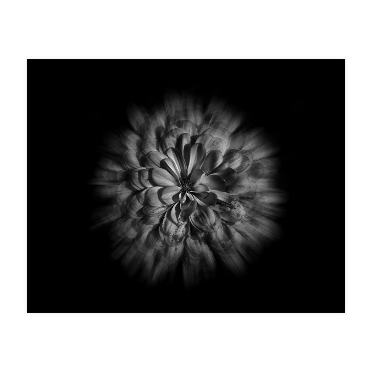 Backyard Flowers In Black And White No 48 Flow Version (Print Only)