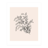 Acacia Botanical illustration (Print Only) thumbnail