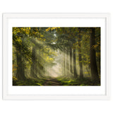 Sunrays in a Dutch forest thumbnail