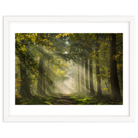 Sunrays in a Dutch forest