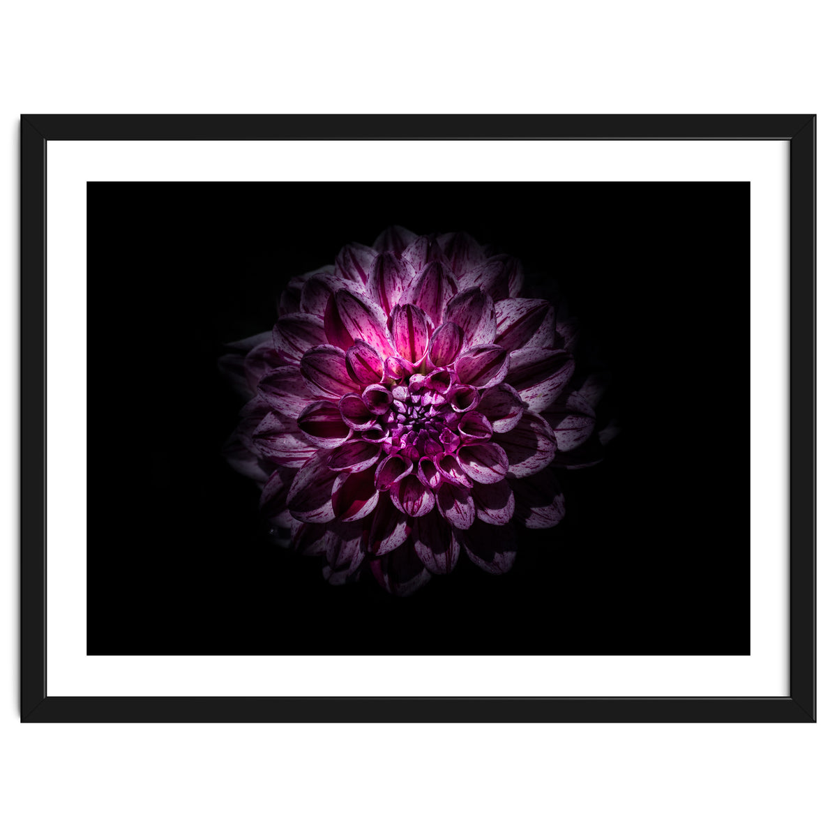 Backyard Flowers No 57 Color Version