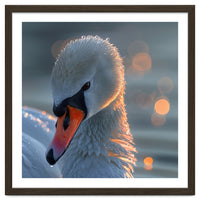 Close Up Of A Swan With Water Droplets