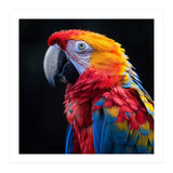 Scarlet Macaw Parrot Vibrant Plumage Close Up (Print Only) thumbnail