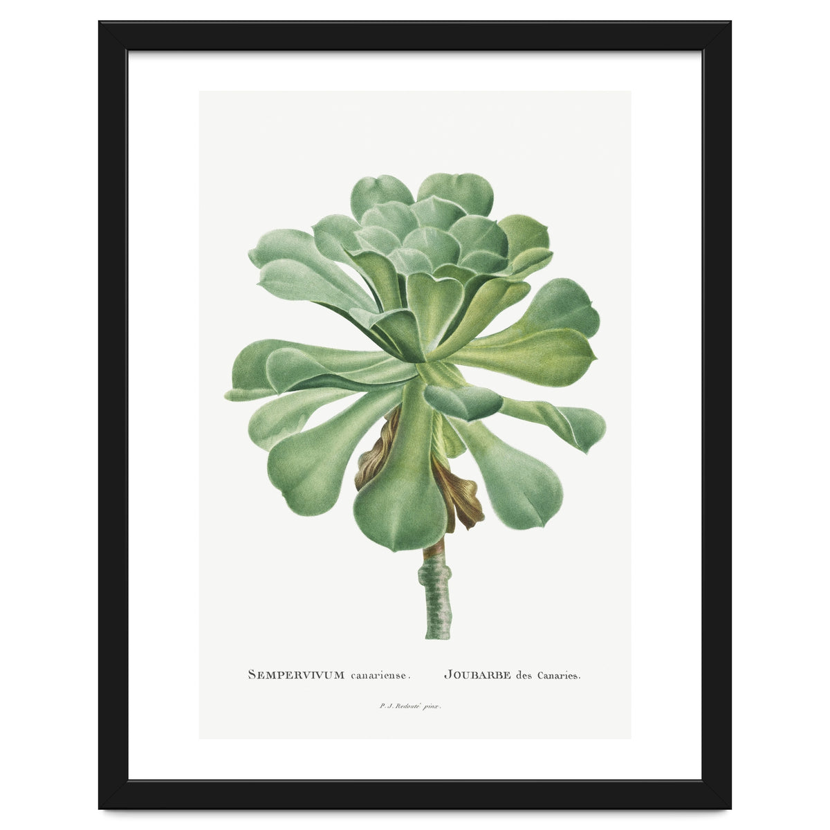 Pierre-Joseph Redouté – Sempervivum Canariense (1799)
