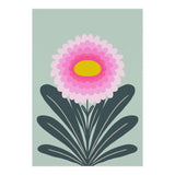 Chrysanthemum - turquoise and pink (Print Only) thumbnail