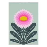 Chrysanthemum - turquoise and pink (Print Only)