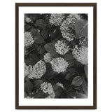 Hydrangeas | Black & White Portrait thumbnail