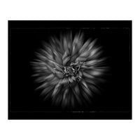 Backyard Flowers In Black And White No 20 Flow Version with Border (Print Only)