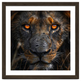 Majestic Lion Face Intense Orange Eyes Close Up thumbnail