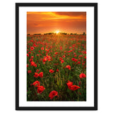 Poppies At Sunset thumbnail