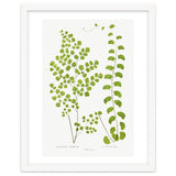 Edward Joseph Lowe – Adiantum Assimile and Adiantum Lunulatum (1856–1860) thumbnail