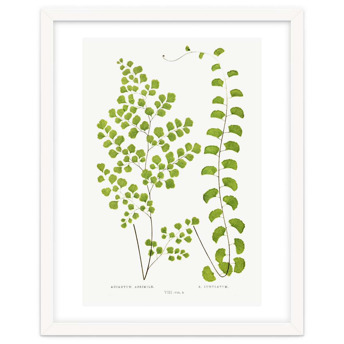 Edward Joseph Lowe – Adiantum Assimile and Adiantum Lunulatum (1856–1860)