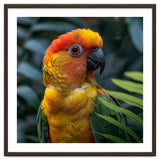 Close Up Of A Colorful Sun Conure Parrot thumbnail