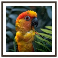 Close Up Of A Colorful Sun Conure Parrot