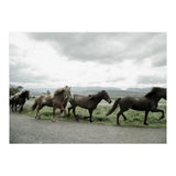 Running horses - Iceland (Print Only) thumbnail