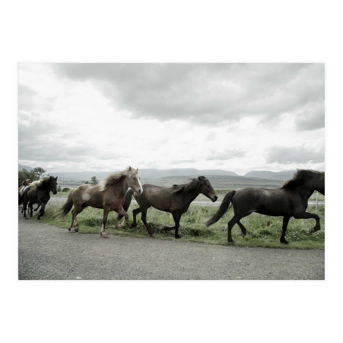 Running horses - Iceland (Print Only)