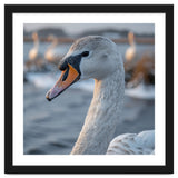 Majestic Swan Portrait In Snowy Waters thumbnail
