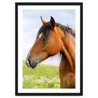 Horse Portrait